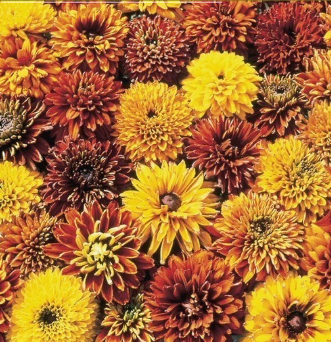 Rudbeckia hirta 'Cherokee Sunset'