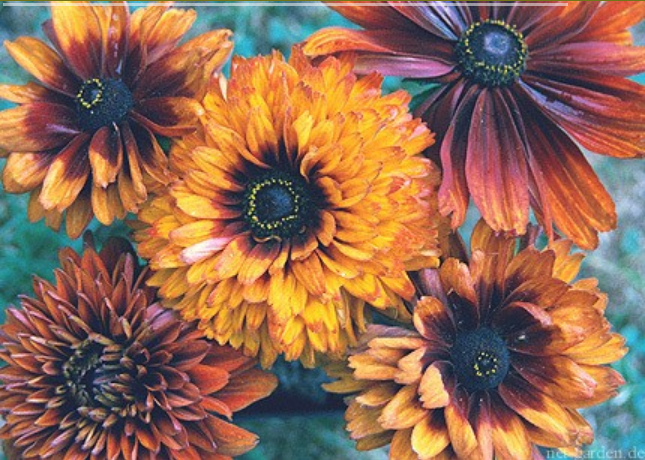 Rudbeckia hirta 'Cherokee Sunset'