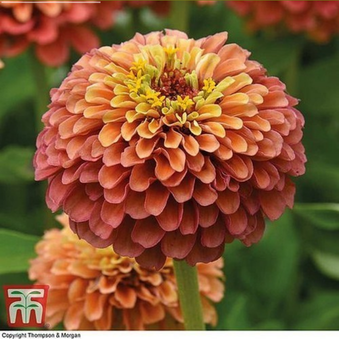 Zinnia elegans 'Queeny Mixed'