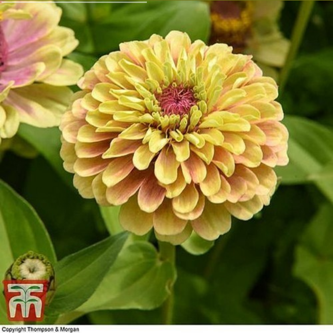 Zinnia elegans 'Queeny Mixed'