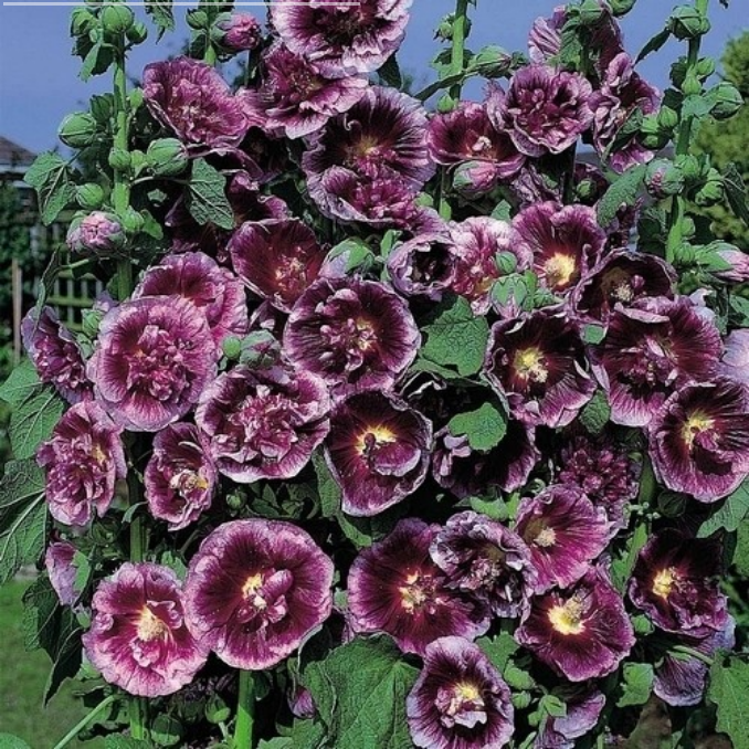 Alcea rosea ‘Crème de Cassis’