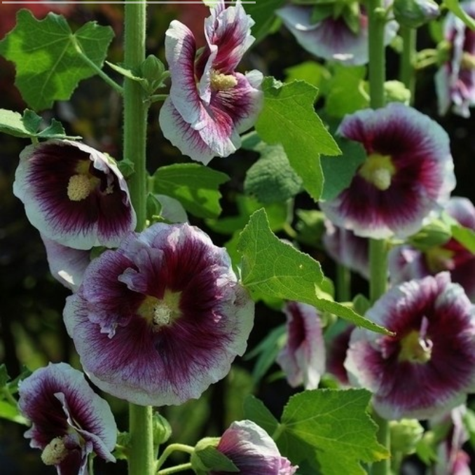 Alcea rosea ‘Crème de Cassis’
