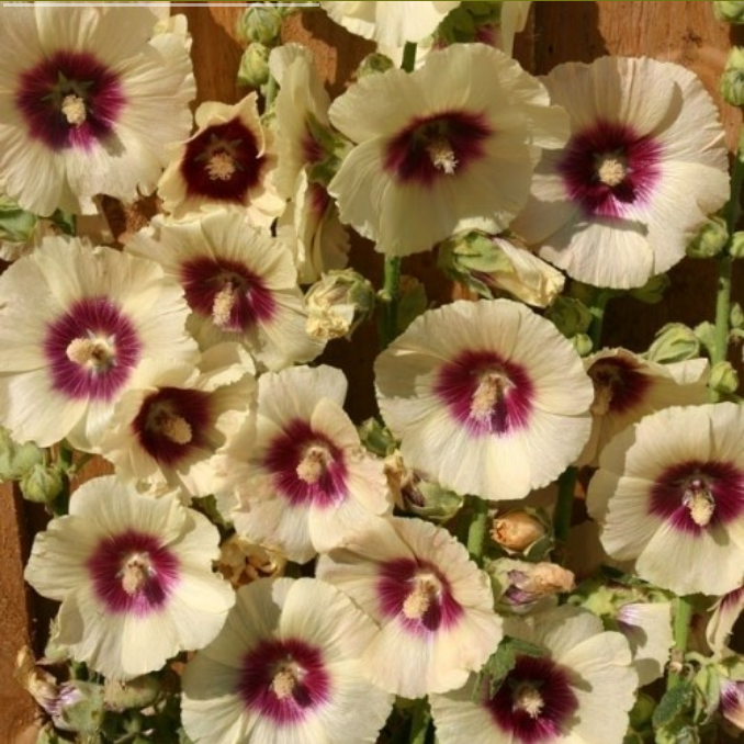 Alcea rosea 'Halo Cream'