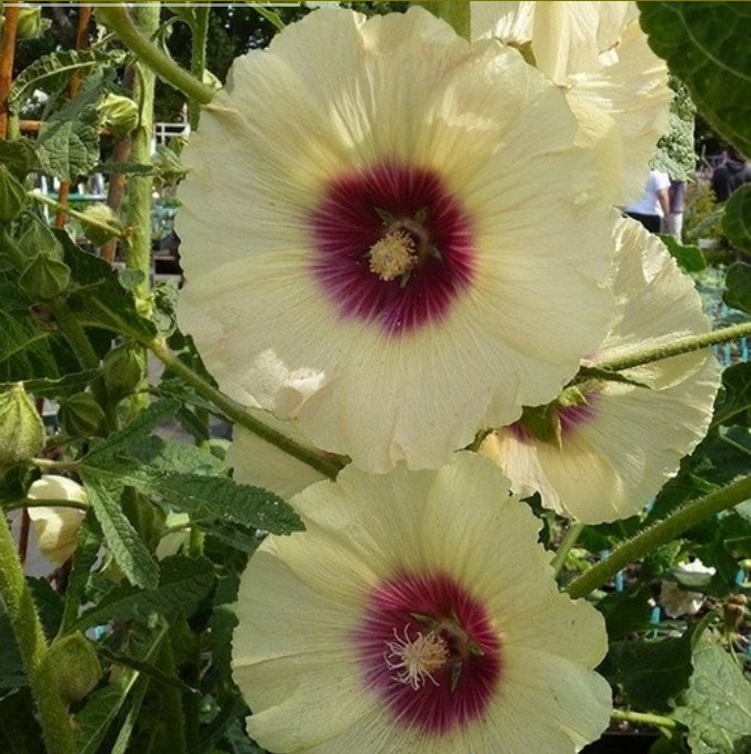 Alcea rosea 'Halo Cream'