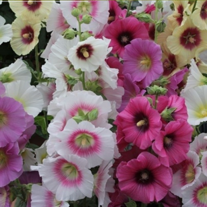 Alcea rosea 'Halo Mixed'
