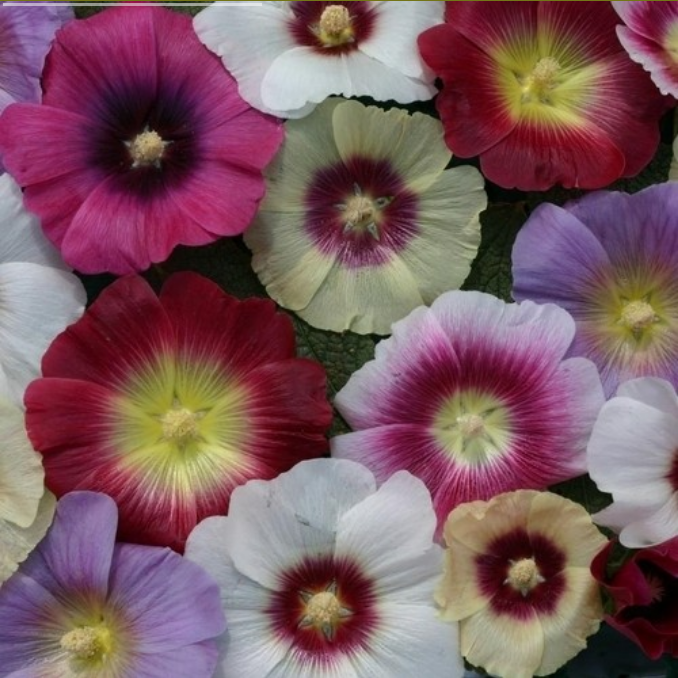 Alcea rosea 'Halo Mixed'