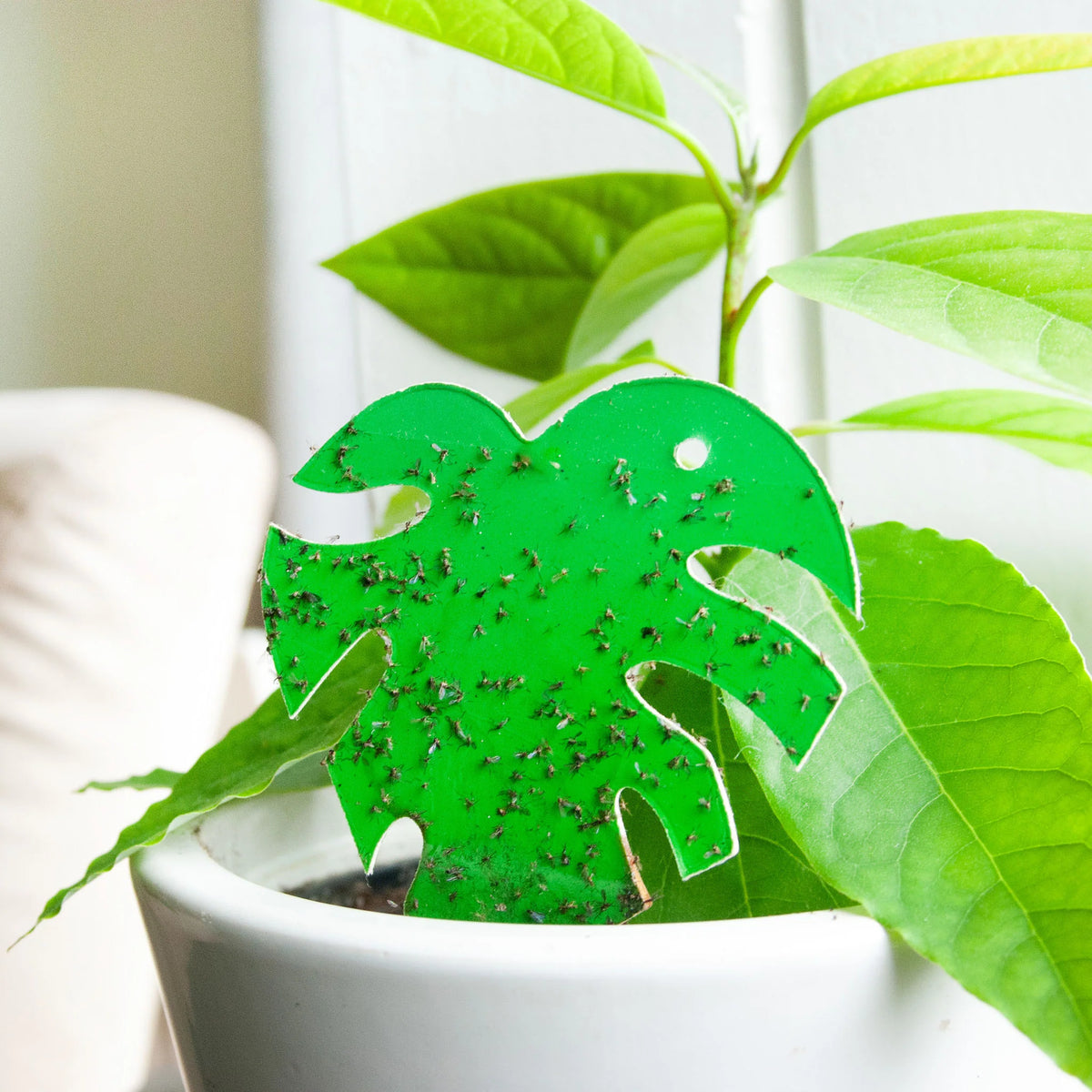 Insect Traps Sticky Leaf monstera