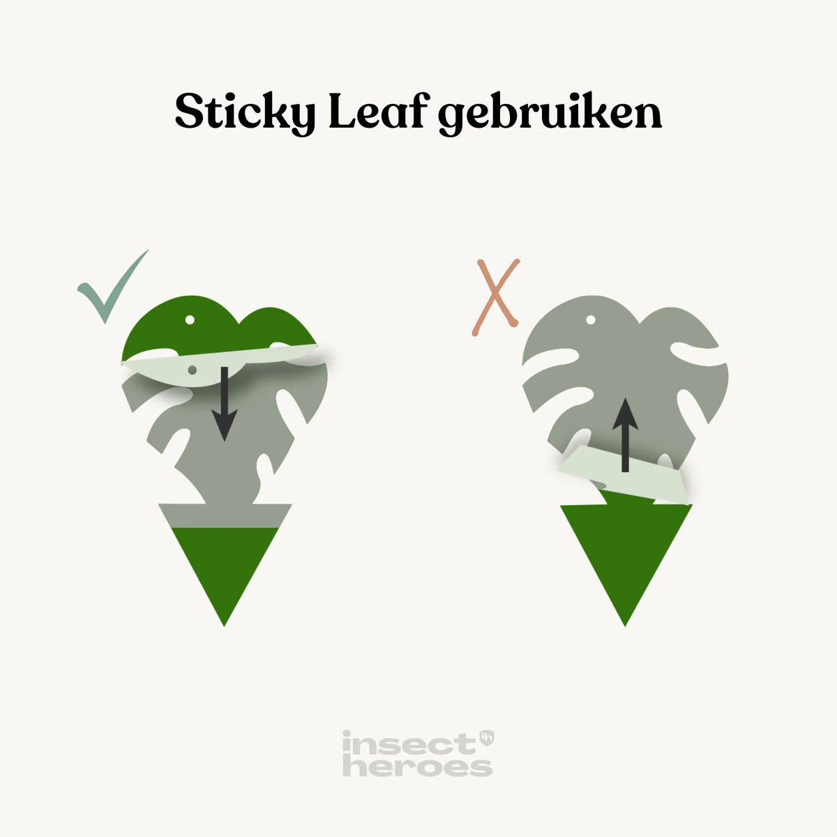 Insect Traps Sticky Leaf monstera