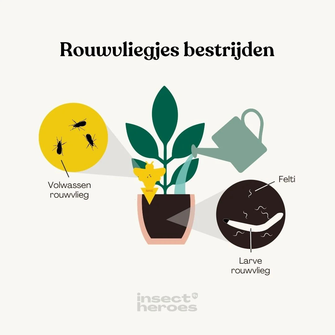 Insecten Vangplaatjes Sticky Leaf Bee